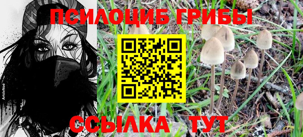 Псилоцибиновые грибы Psilocybe Нягань